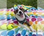 Small #9 Bulldog Mix