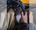 Small #9 Labrador Retriever Mix
