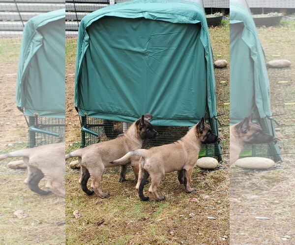 Medium Photo #10 German Shepherd Dog-Unknown Mix Puppy For Sale in Seattle, WA, USA