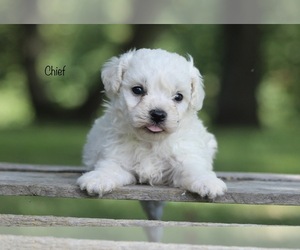 Bichon Frise Puppy for sale in BLUFORD, IL, USA