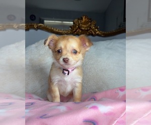 Chihuahua Puppy for sale in CHARLOTTE, NC, USA