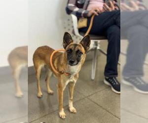 German Shepherd Dog-Unknown Mix Dogs for adoption in San Martin, CA, USA
