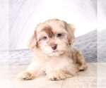 Small Photo #1 Poovanese Puppy For Sale in MOUNT VERNON, OH, USA