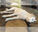 Small #16 Great Pyrenees Mix