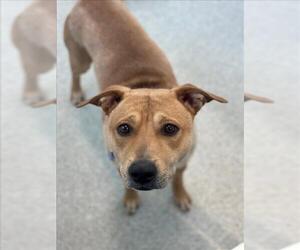 Chinese Shar-Pei-German Shepherd Dog Mix Dogs for adoption in Fort Collins, CO, USA