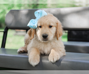 Golden Retriever Puppy for sale in LIBERTY, KY, USA