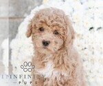 Small #3 Poodle (Miniature)