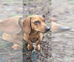 Small Photo #2 Dachshund Puppy For Sale in Shelbyville, TN, USA