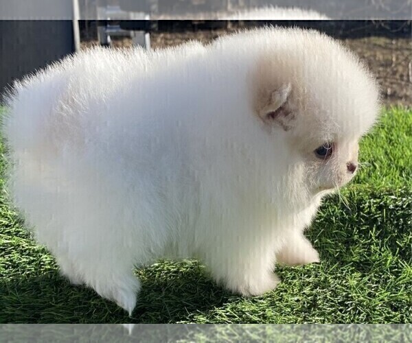 Medium Photo #14 Pomeranian Puppy For Sale in FORT LAUDERDALE, FL, USA