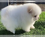 Small #13 Pomeranian