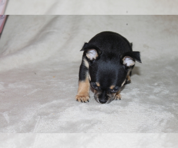 Medium Photo #5 Chihuahua Puppy For Sale in HUDSONVILLE, MI, USA