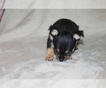Small #4 Chihuahua