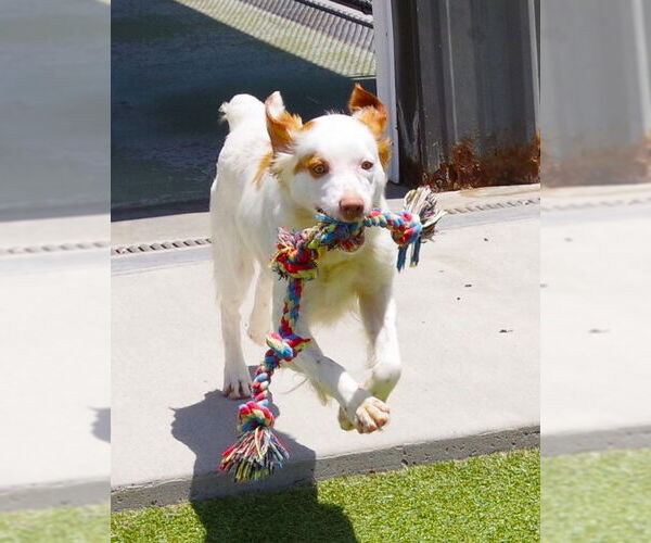 Medium Photo #2 Brittany Puppy For Sale in Curwensville, PA, USA