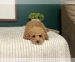 Small #14 Cavapoo