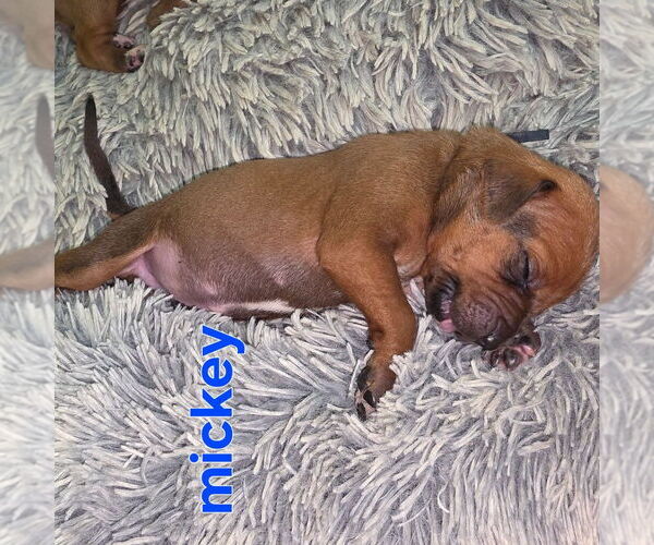 Medium Photo #3 Rhodesian Ridgeback Puppy For Sale in YOUNGWOOD, PA, USA