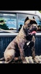 Small Photo #1 Cane Corso Puppy For Sale in BATTLE GROUND, WA, USA