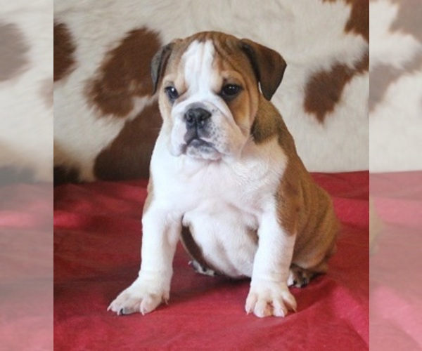 Medium Photo #4 English Bulldog Puppy For Sale in MARSHFIELD, MO, USA