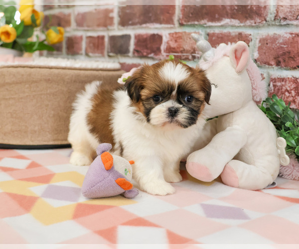 Medium Photo #2 Shih Tzu Puppy For Sale in SYRACUSE, IN, USA