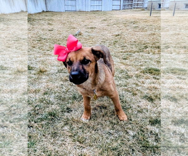 Medium Photo #9 Black Mouth Cur-Unknown Mix Puppy For Sale in Sandy, UT, USA