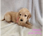 Small Photo #4 Labradoodle Puppy For Sale in WELLINGTON, CO, USA