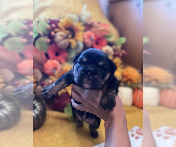 Medium Photo #2 English Bulldog Puppy For Sale in FAYETTEVILLE, NC, USA