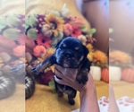Small #1 English Bulldog