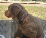 Small #2 Doodle-Goldendoodle Mix