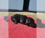 Puppy Tan Basset Hound