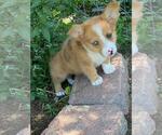 Small #2 Aussie-Corgi