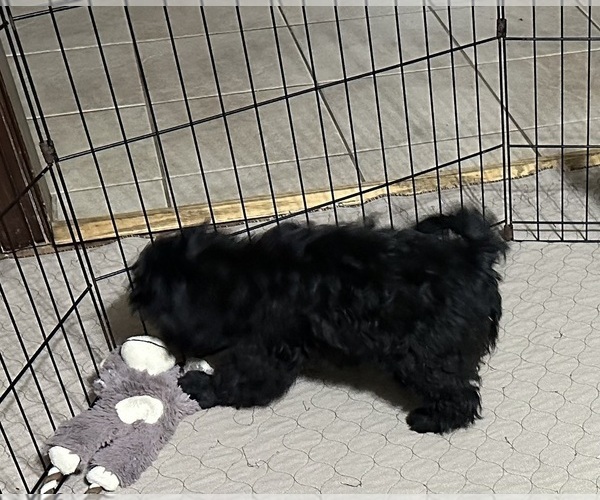Medium Photo #5 ShihPoo Puppy For Sale in GLOUCESTER, VA, USA