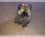 Small Photo #3 Pomeranian Puppy For Sale in WESTMINSTER, CA, USA
