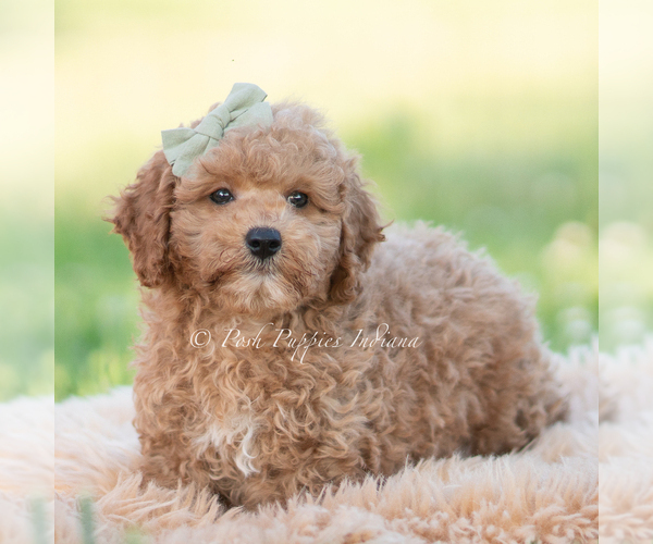 Medium Photo #3 Goldendoodle (Miniature) Puppy For Sale in WARSAW, IN, USA