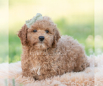 Small #2 Goldendoodle (Miniature)