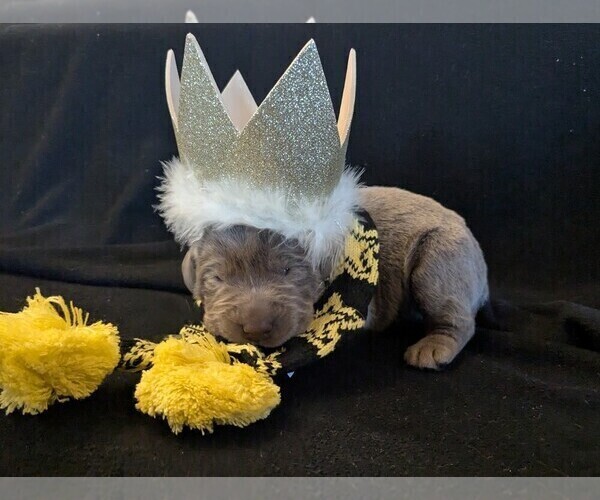 Medium Photo #16 Labrador Retriever Puppy For Sale in PALMYRA, VA, USA