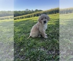 Puppy Jade Golden Retriever