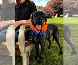 Poodle (Standard) Dogs for adoption in Pacolet, SC, USA