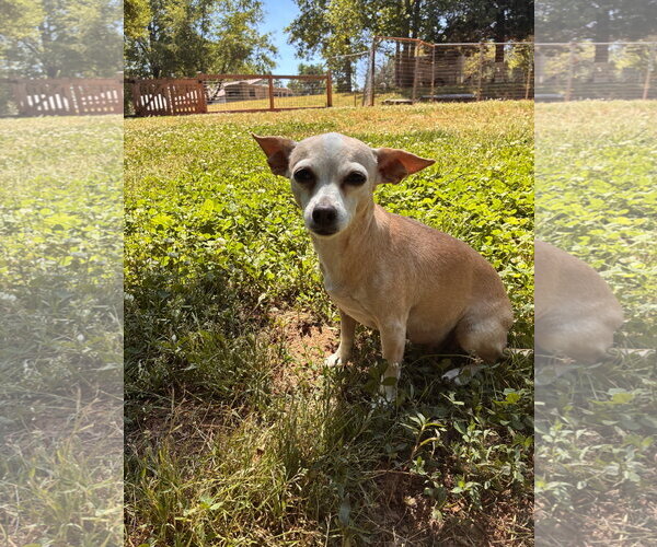 Medium Photo #3 Chiweenie Puppy For Sale in Pacolet, SC, USA