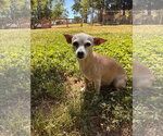 Small #2 Chiweenie