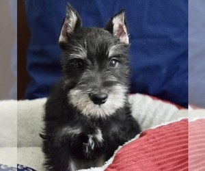 View Ad: Schnauzer (Miniature) Litter of Puppies for Sale near