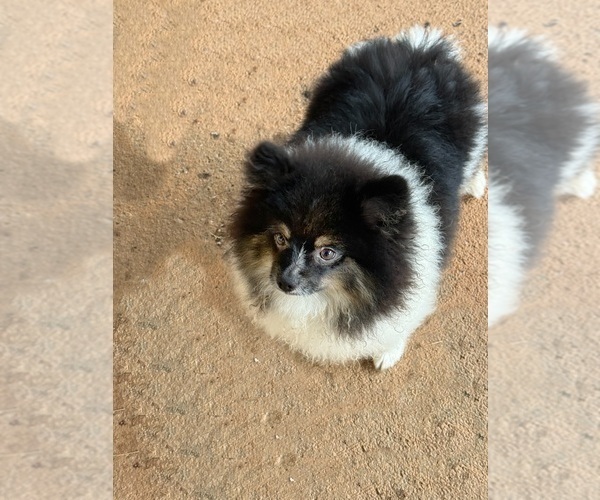 Medium Photo #1 Pomeranian Puppy For Sale in DAWSONVILLE, GA, USA