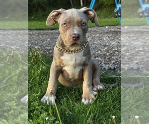 American Bully Puppy for sale in MONACA, PA, USA
