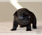 Small #8 Pug