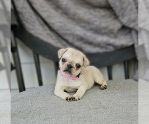 Pug Puppy for sale in BRIDGETOWN, OH, USA