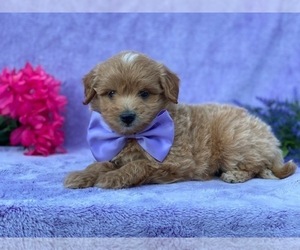 Pookimo Puppy for sale in LANCASTER, PA, USA