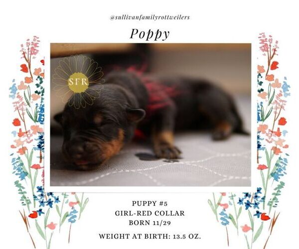 Medium Photo #7 Rottweiler Puppy For Sale in VANCOUVER, WA, USA