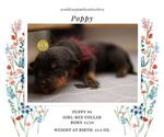 Small Photo #7 Rottweiler Puppy For Sale in VANCOUVER, WA, USA