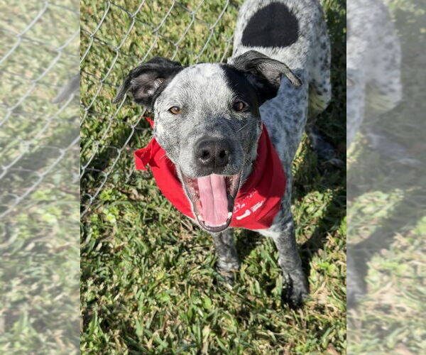 Medium Photo #3 Mutt Puppy For Sale in San Leon, TX, USA