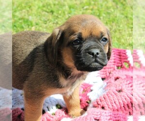Puggle Puppy for sale in CHARLOTT HALL, MD, USA