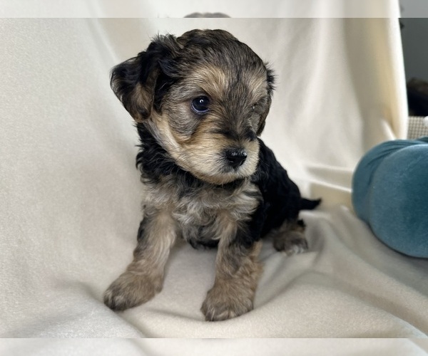 Medium Photo #2 YorkiePoo Puppy For Sale in ROCK HILL, SC, USA