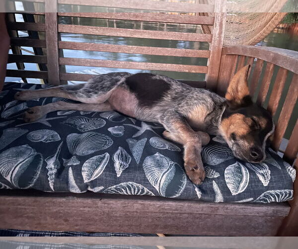 Medium Photo #2 Mutt Puppy For Sale in Mobile, AL, USA